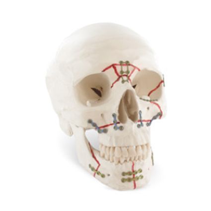 Traumatologie de la face